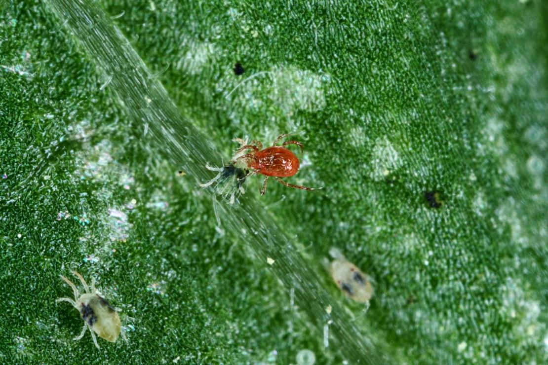 P. persimilis saugt eine Spinnmilbe aus