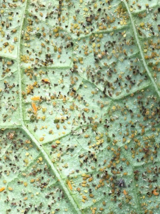 Gallmückenlarven und Blattläuse auf Blattunterseite